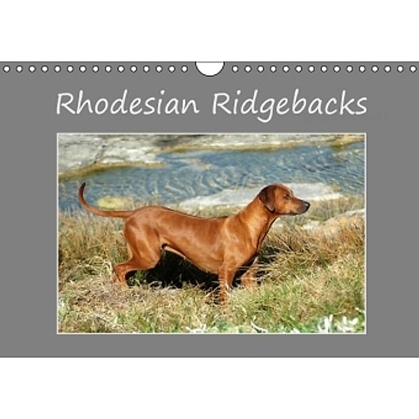 Rhodesian Ridgebacks (Wandkalender 2016 DIN A4 quer), Anke van Wyk