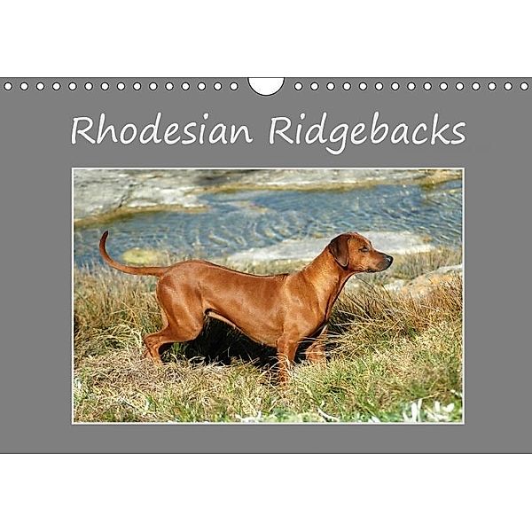 Rhodesian Ridgebacks (Wandkalender 2017 DIN A4 quer), Anke van Wyk