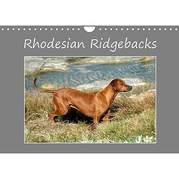 Rhodesian Ridgebacks (Wandkalender 2023 DIN A4 quer), Anke van Wyk - www.germanpix.net