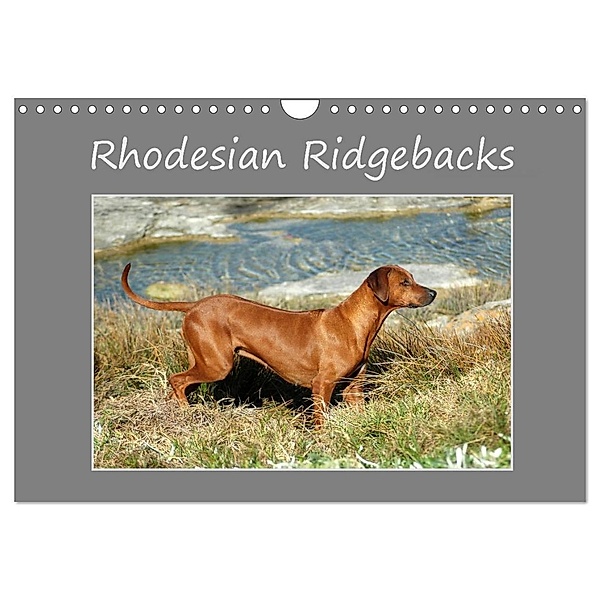 Rhodesian Ridgebacks (Wandkalender 2024 DIN A4 quer), CALVENDO Monatskalender, Anke van Wyk - www.germanpix.net