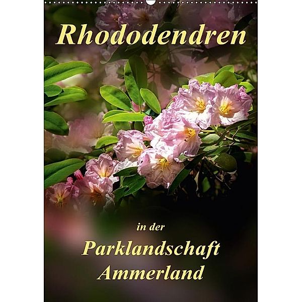 Rhododendren in der Parklandschaft Ammerland / Planer (Wandkalender 2017 DIN A2 hoch), Peter Roder