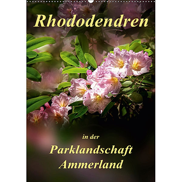 Rhododendren in der Parklandschaft Ammerland / Planer (Wandkalender 2019 DIN A2 hoch), Peter Roder