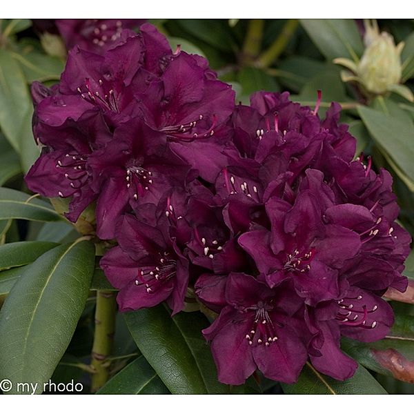 Rhododendron, 2 Liter, blau/violett, 1 Pflanze