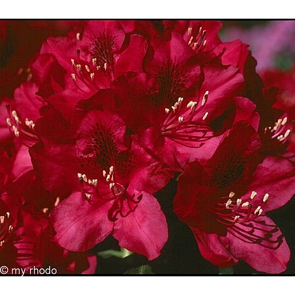 Rhododendron, 2 Liter, rot/rosa, 1 Pflanze
