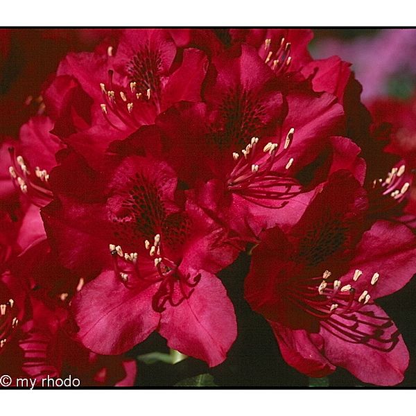 Rhododendron, 2 Liter, rot/rosa, 3 Pflanzen