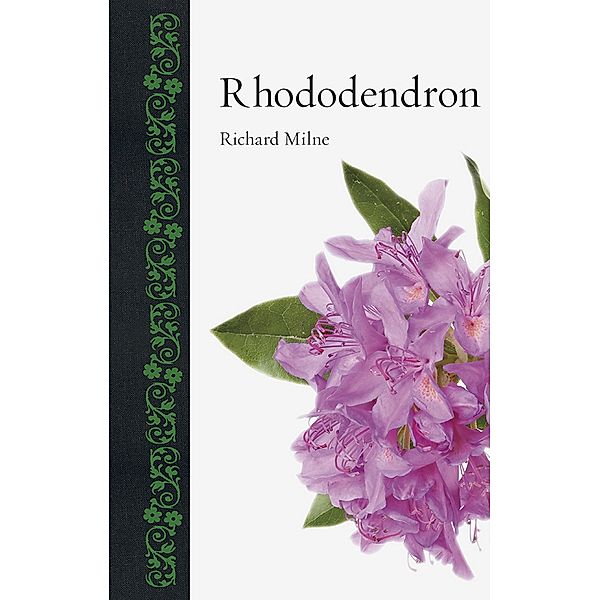 Rhododendron / Botanical, Milne Richard Milne
