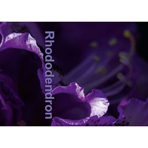 Rhododendron... (Posterbuch DIN A3 quer), Erwin Renken