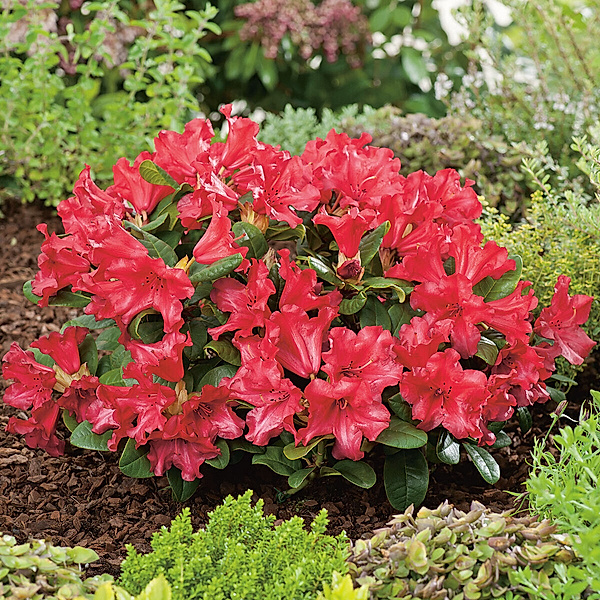 Rhododendron Scarlet Wonder, Höhe ca. 20-30 cm