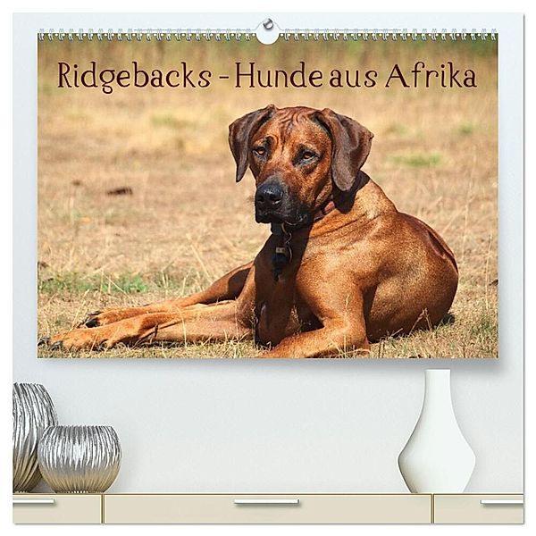 Ridgebacks - Hunde aus Afrika (hochwertiger Premium Wandkalender 2024 DIN A2 quer), Kunstdruck in Hochglanz, Birgit Bodsch