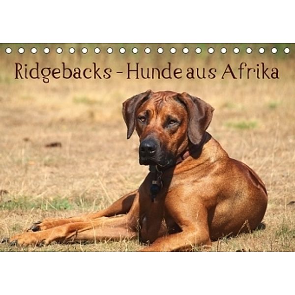 Ridgebacks - Hunde aus Afrika (Tischkalender 2017 DIN A5 quer), Birgit Bodsch