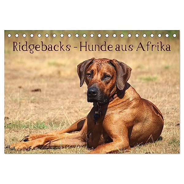 Ridgebacks - Hunde aus Afrika (Tischkalender 2024 DIN A5 quer), CALVENDO Monatskalender, Birgit Bodsch