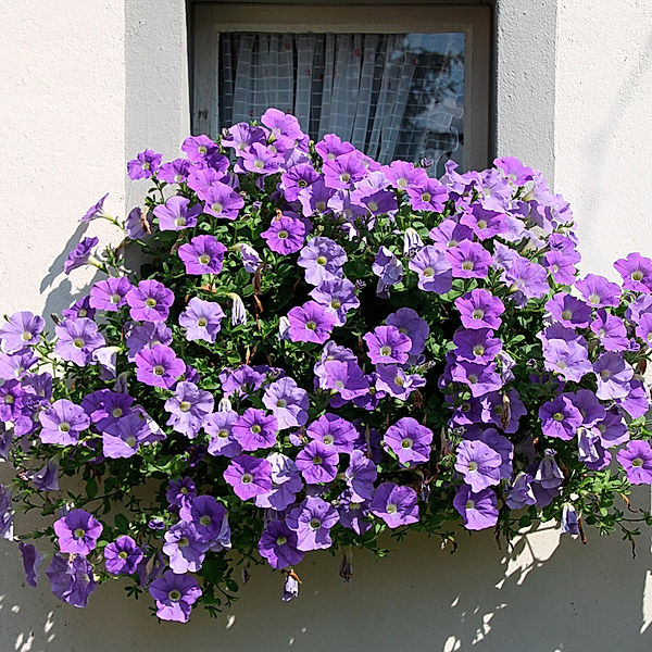 Riesen-Hängepetunie Alpetunia (Farbe: Light Blue - blau)