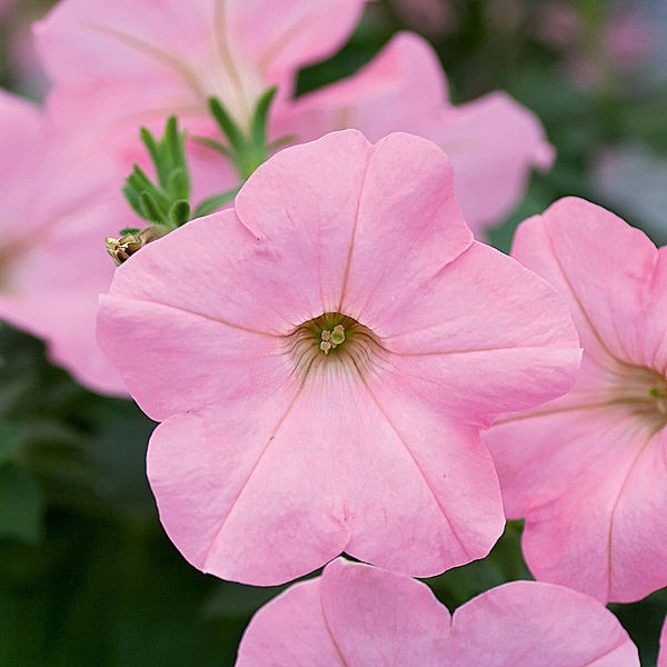 Riesen-Hängepetunie Alpetunia (Farbe: Soft Pink - rosa)