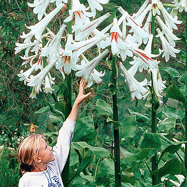 Riesen-Lilie, Blumenzwiebel