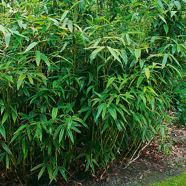 Riesenblatt-Bambus