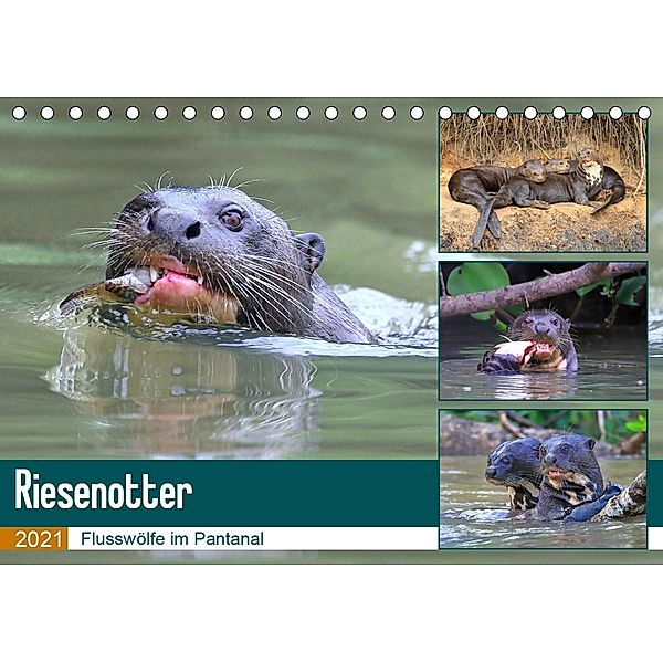 Riesenotter - Flusswölfe im Pantanal (Tischkalender 2021 DIN A5 quer), Michael Herzog