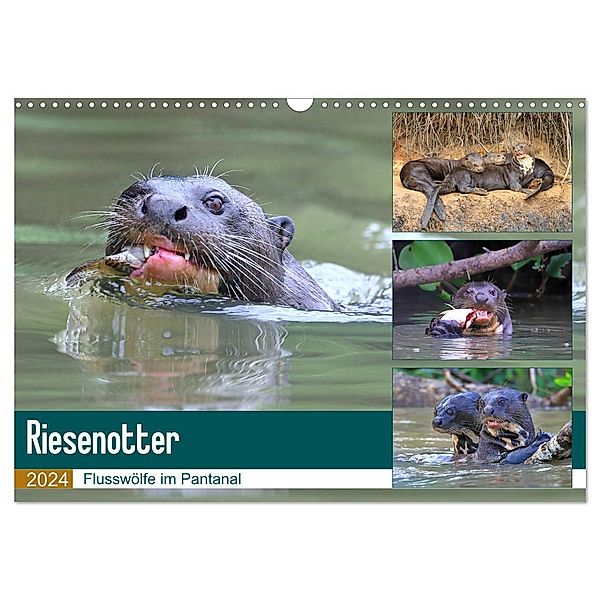 Riesenotter - Flusswölfe im Pantanal (Wandkalender 2024 DIN A3 quer), CALVENDO Monatskalender, Michael und Yvonne Herzog