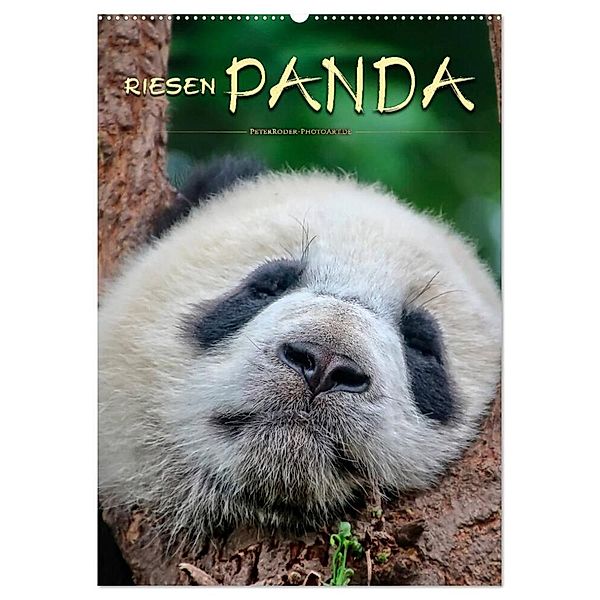 Riesenpanda (Wandkalender 2024 DIN A2 hoch), CALVENDO Monatskalender, Peter Roder