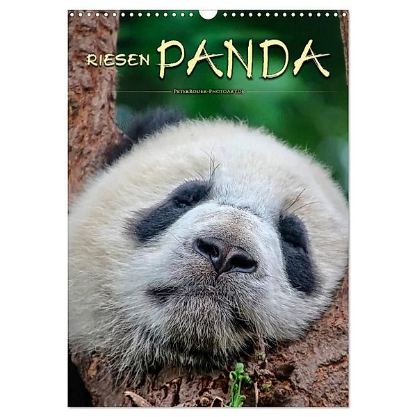 Riesenpanda (Wandkalender 2024 DIN A3 hoch), CALVENDO Monatskalender, Peter Roder