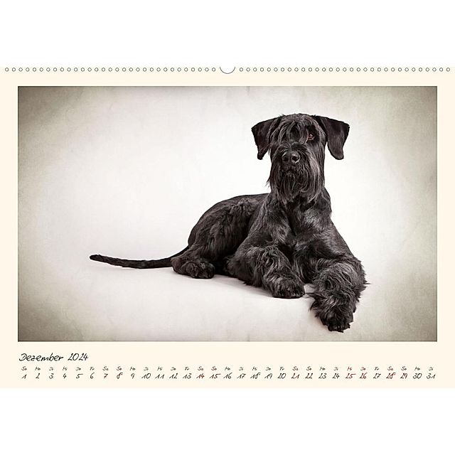 Riesenschnauzer... charakterstarke Hunde Wandkalender 2024 DIN A2 quer,  CALVENDO Monatskalender - Kalender bestellen