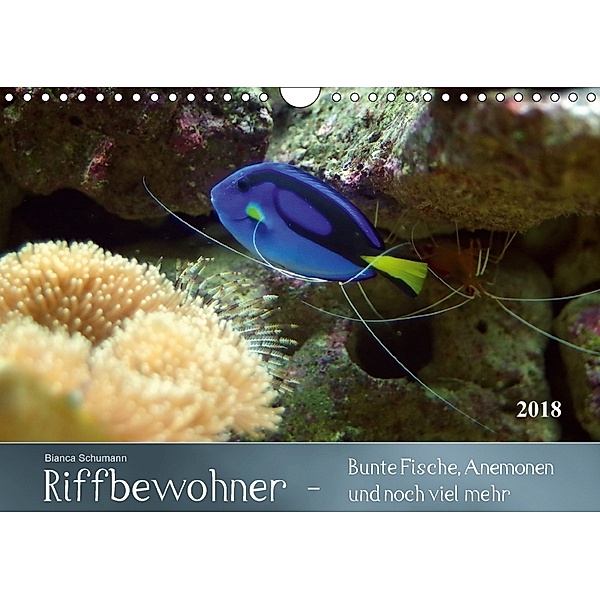 Riffbewohner - Bunte Fische, Anemonen und noch viel mehrAT-Version (Wandkalender 2018 DIN A4 quer), Bianca Schumann