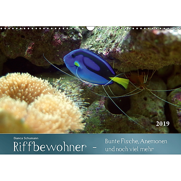 Riffbewohner - Bunte Fische, Anemonen und noch viel mehrAT-Version (Wandkalender 2019 DIN A3 quer), Bianca Schumann