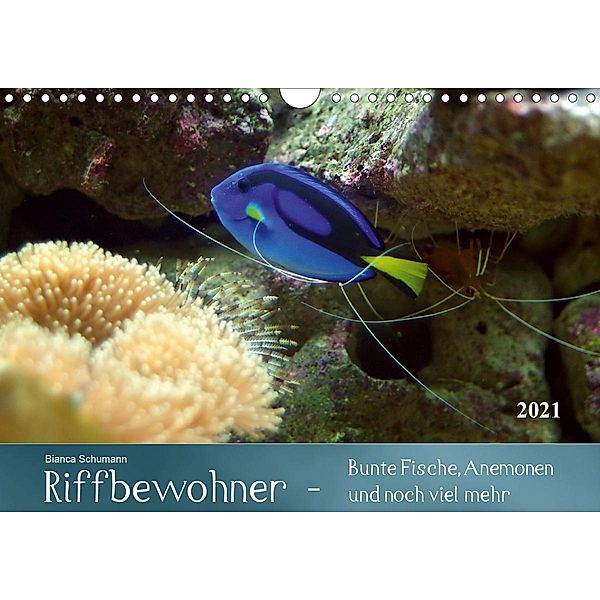 Riffbewohner - Bunte Fische, Anemonen und noch viel mehrAT-Version (Wandkalender 2021 DIN A4 quer), Bianca Schumann