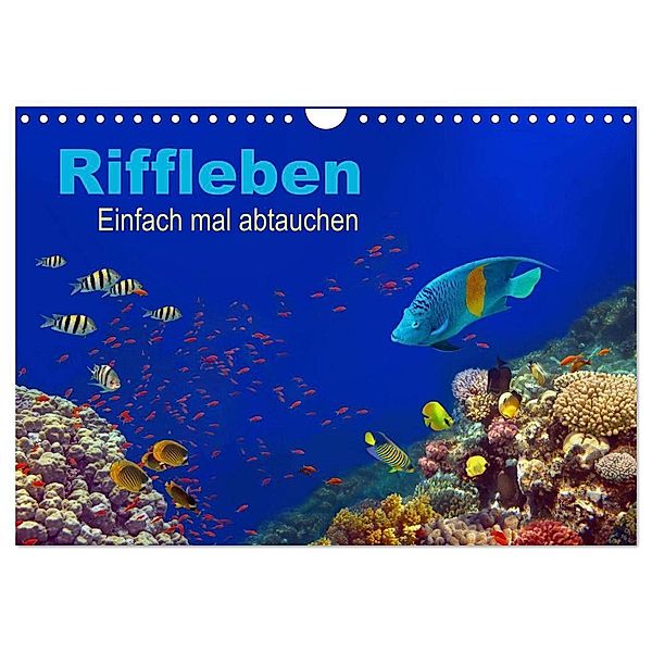 Riffleben - Einfach mal abtauchen (Wandkalender 2025 DIN A4 quer), CALVENDO Monatskalender, Calvendo, Tina Melz