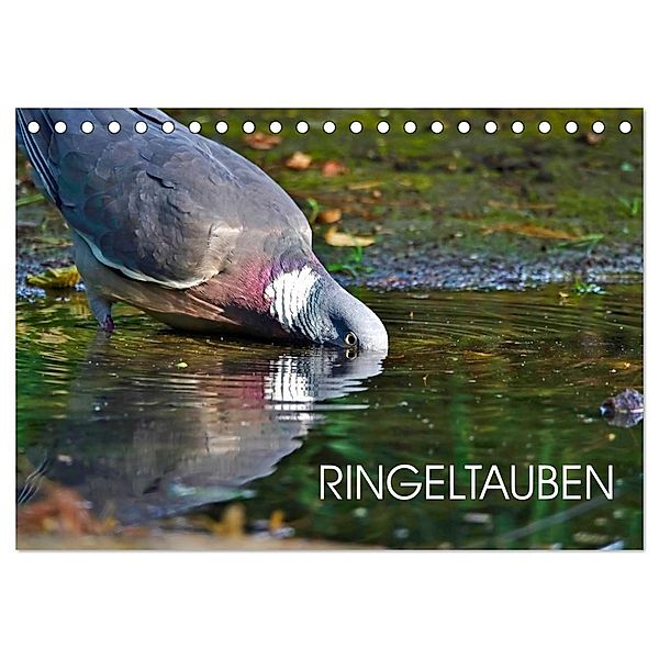 Ringeltauben (Tischkalender 2024 DIN A5 quer), CALVENDO Monatskalender, Anette Jäger