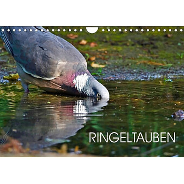 Ringeltauben (Wandkalender 2022 DIN A4 quer), Anette Jäger