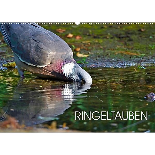 Ringeltauben (Wandkalender 2023 DIN A2 quer), Anette Jäger