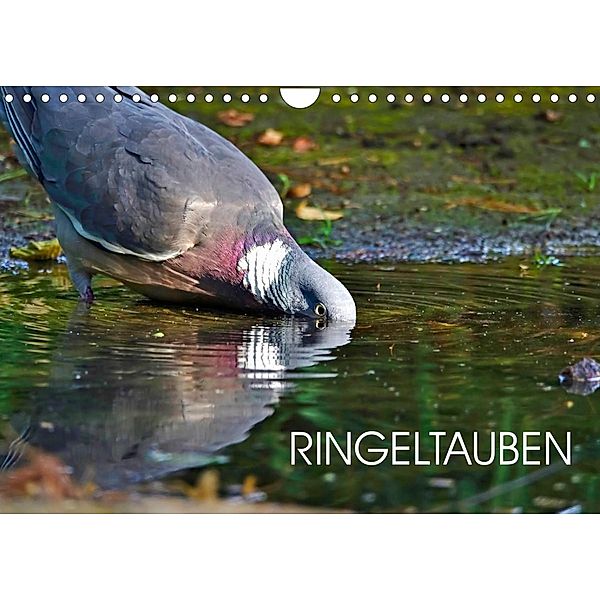 Ringeltauben (Wandkalender 2023 DIN A4 quer), Anette Jäger