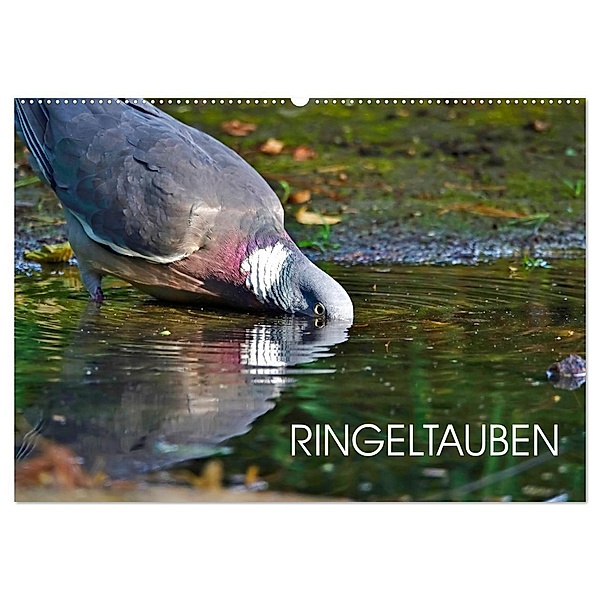 Ringeltauben (Wandkalender 2024 DIN A2 quer), CALVENDO Monatskalender, Anette Jäger