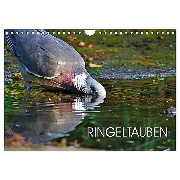 Ringeltauben (Wandkalender 2024 DIN A4 quer), CALVENDO Monatskalender, Anette Jäger