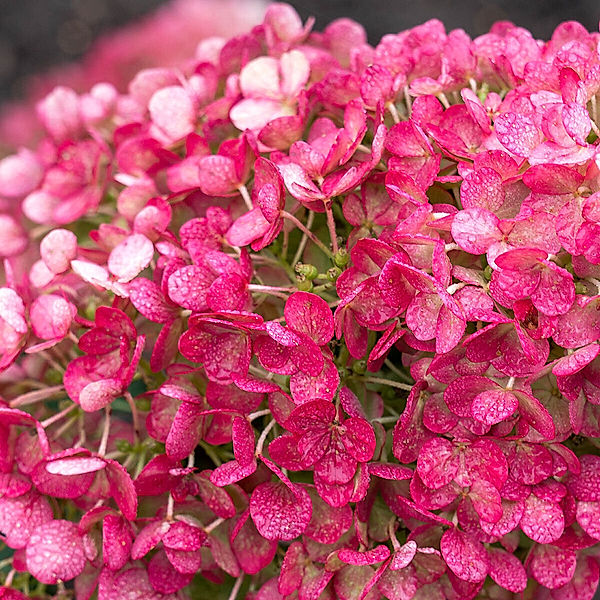 Rispenhortensie Living Little Rosy®