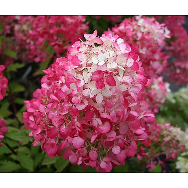 Rispenhortensien Stämmchen rot, Hydrangea paniculata , 1 Stück