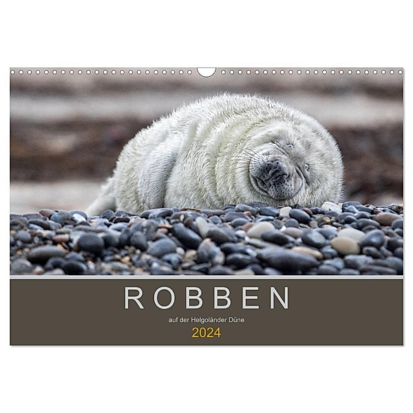 Robben auf der Helgoländer Düne (Wandkalender 2024 DIN A3 quer), CALVENDO Monatskalender, Heidi Spiegler