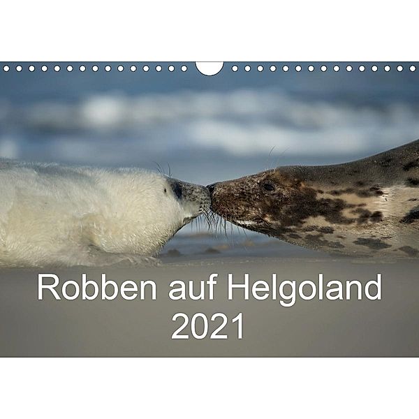 Robben auf Helgoland 2021CH-Version (Wandkalender 2021 DIN A4 quer), Stefan Leimer