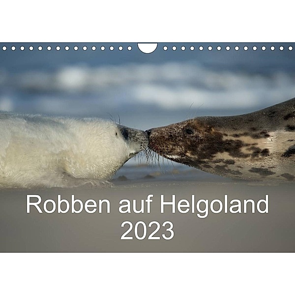 Robben auf Helgoland 2023CH-Version  (Wandkalender 2023 DIN A4 quer), Stefan Leimer
