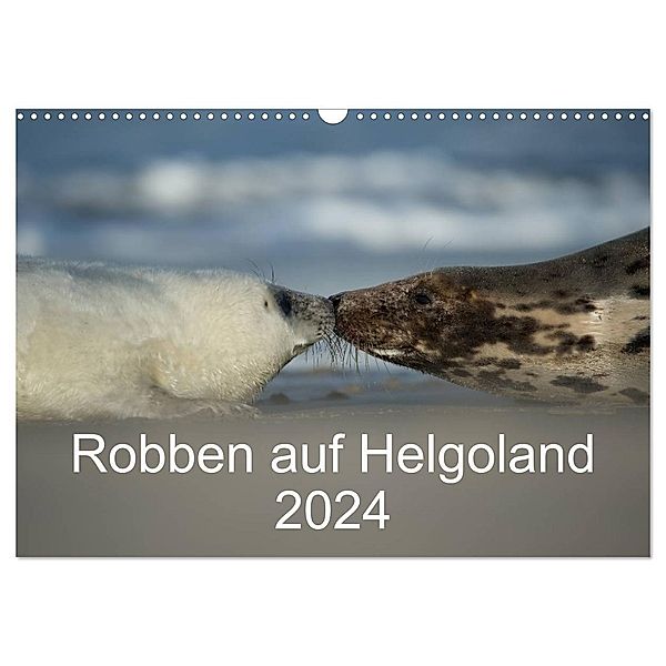 Robben auf Helgoland 2024 (Wandkalender 2024 DIN A3 quer), CALVENDO Monatskalender, Stefan Leimer