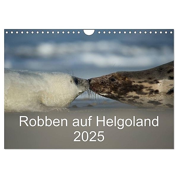 Robben auf Helgoland 2025 (Wandkalender 2025 DIN A4 quer), CALVENDO Monatskalender, Calvendo, Stefan Leimer