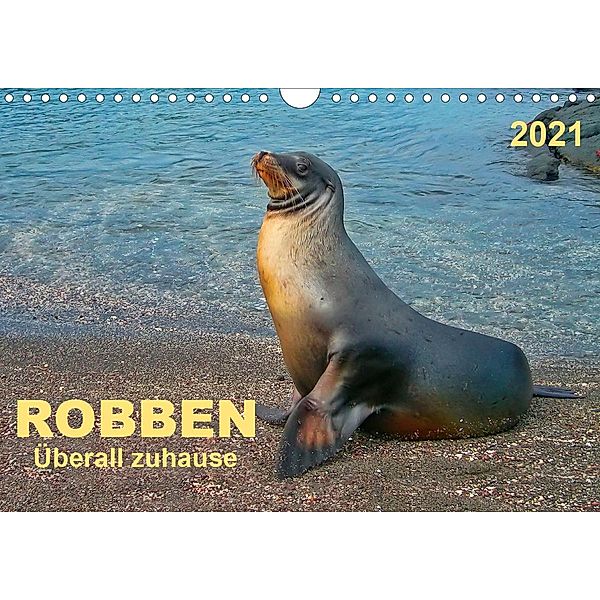 Robben - überall zuhause (Wandkalender 2021 DIN A4 quer), Peter Roder