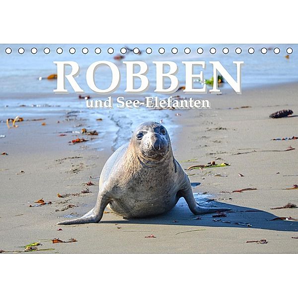 Robben und See-Elefanten (Tischkalender 2021 DIN A5 quer), ROBERT STYPPA