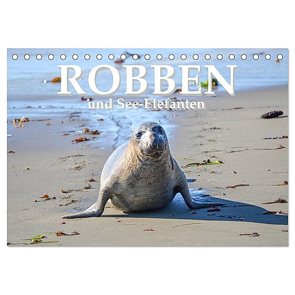Robben und See-Elefanten (Tischkalender 2024 DIN A5 quer), CALVENDO Monatskalender, Robert Styppa