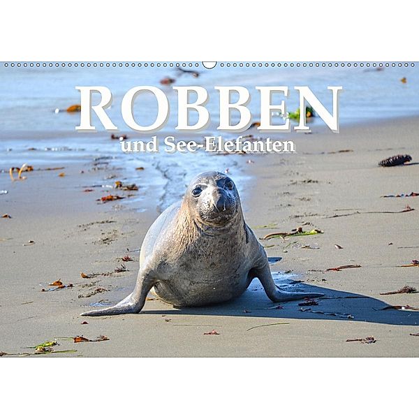 Robben und See-Elefanten (Wandkalender 2020 DIN A2 quer), ROBERT STYPPA