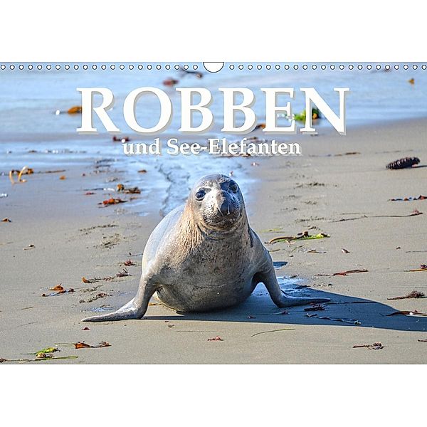 Robben und See-Elefanten (Wandkalender 2021 DIN A3 quer), ROBERT STYPPA