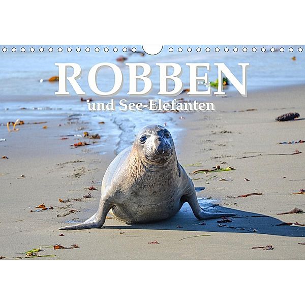 Robben und See-Elefanten (Wandkalender 2021 DIN A4 quer), ROBERT STYPPA