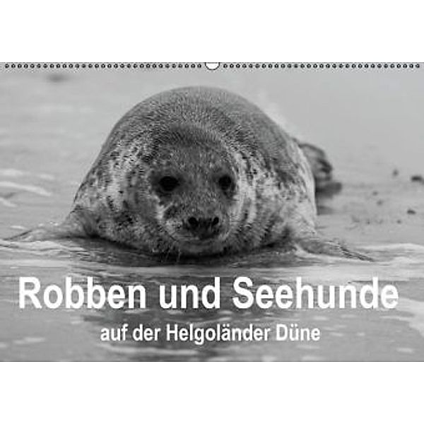 Robben und Seehunde (Wandkalender 2015 DIN A2 quer), Sabine Reuke