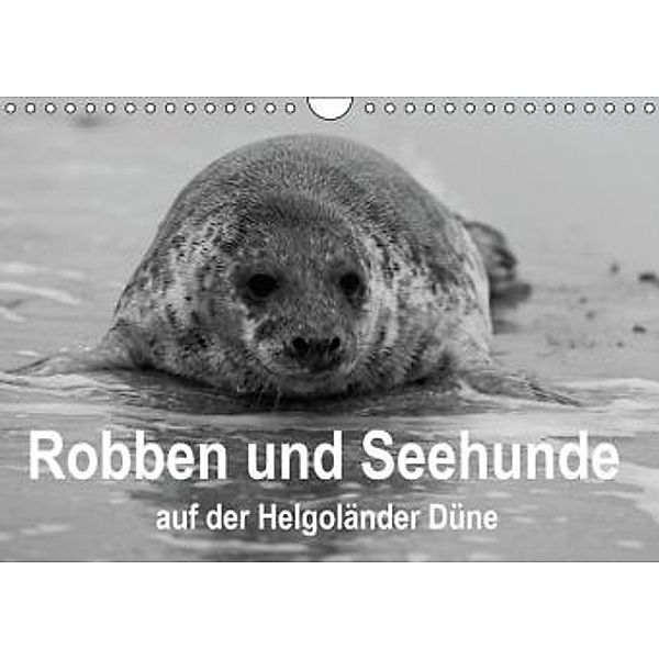 Robben und Seehunde (Wandkalender 2015 DIN A4 quer), Sabine Reuke