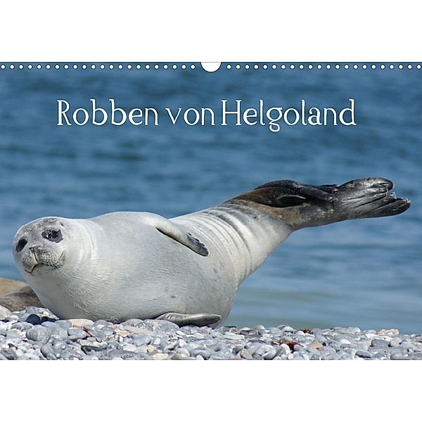 Robben von Helgoland (Posterbuch DIN A3 quer), Kattobello